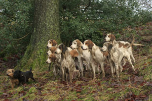 Hound & Terrier images by Betty Fold Gallery